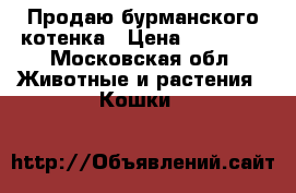 Продаю бурманского котенка › Цена ­ 15 000 - Московская обл. Животные и растения » Кошки   